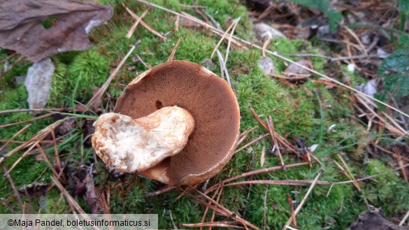 Suillus variegatus