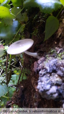 Volvariella caesiotincta