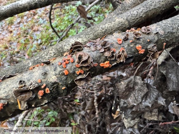 Encoelia fascicularis