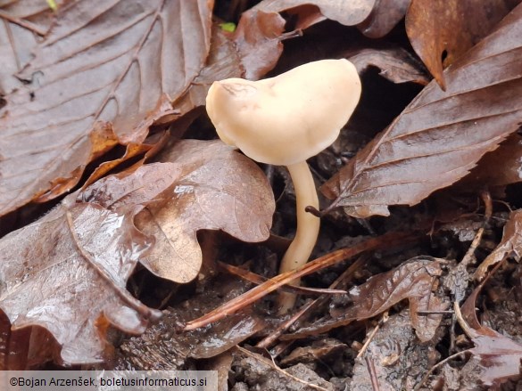 Helvella elastica