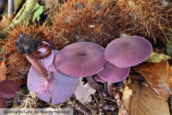 Laccaria amethystina