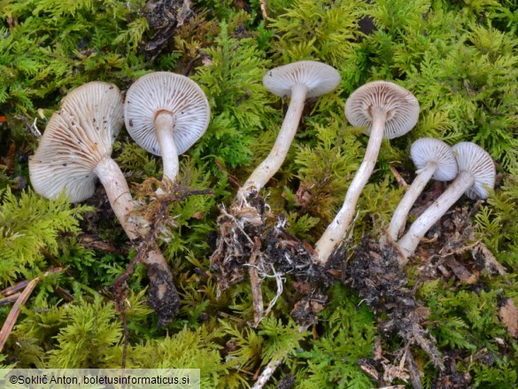 Rhizocybe pruinosa