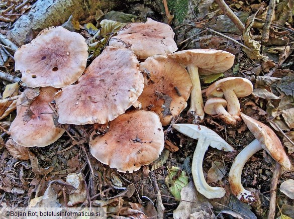 Tricholoma populinum