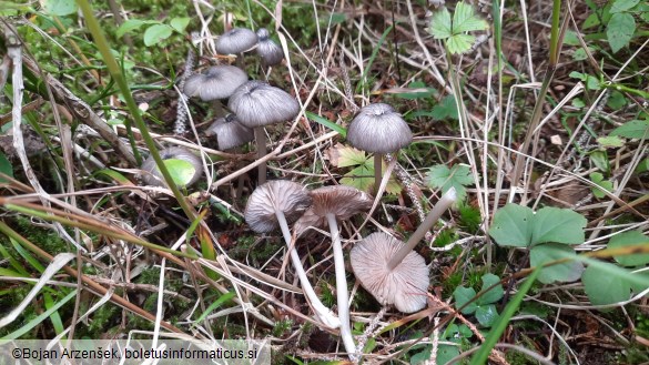 Entoloma carneogriseum