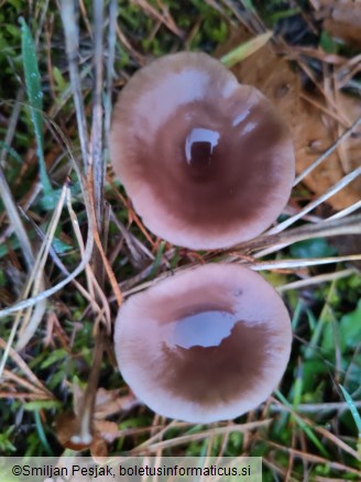 Pseudoclitocybe expallens