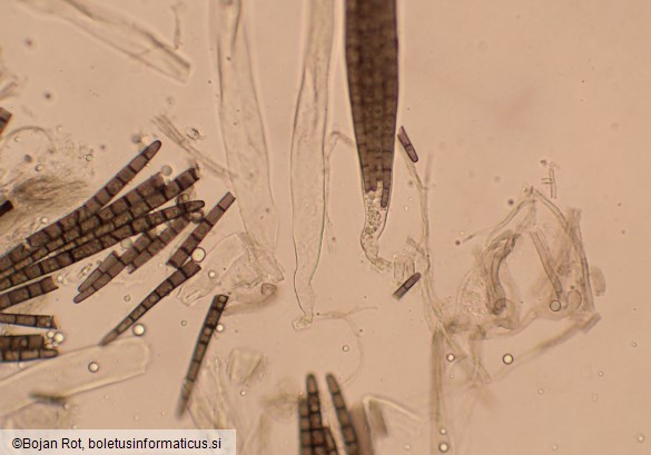 Trichoglossum hirsutum