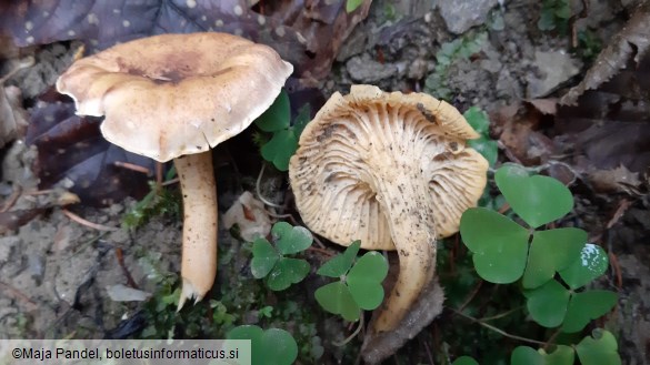 Cantharellus amethysteus