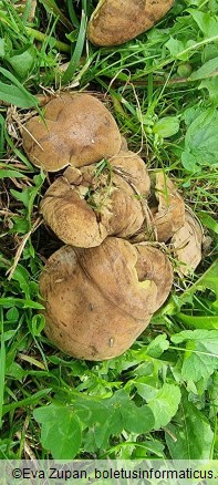 Hortiboletus bubalinus