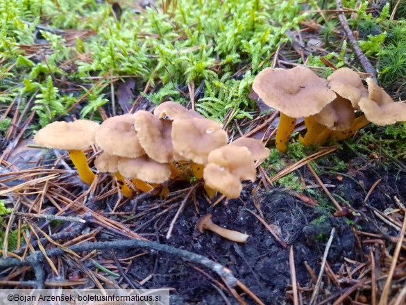 Craterellus tubaeformis