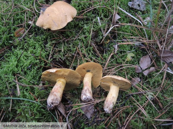 Suillus variegatus