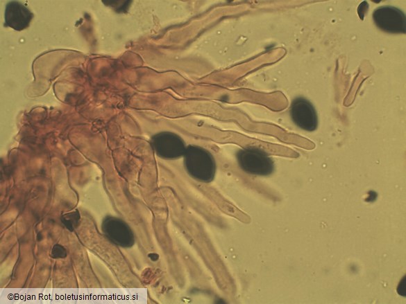 Panaeolus rickenii