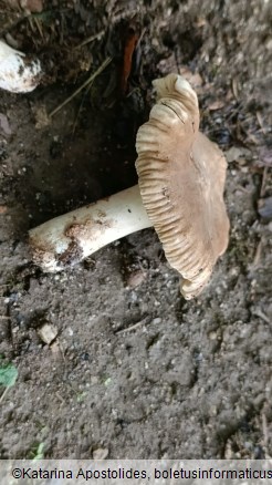Lactarius ruginosus