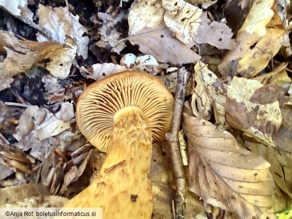 Cortinarius callisteus