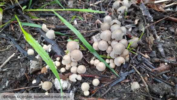 Coprinellus disseminatus