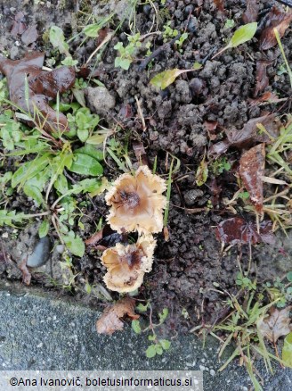 Tricholoma scalpturatum