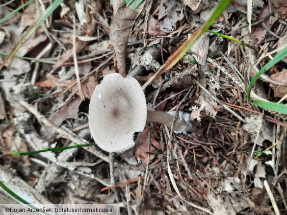 Ampulloclitocybe clavipes