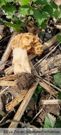 Morchella fluvialis