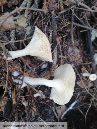 Infundibulicybe gibba