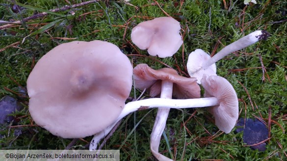 Entoloma rhodopolium