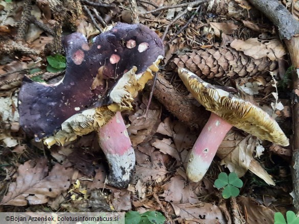 Russula olivacea