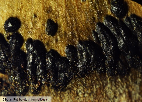 Phragmotrichum chailletii