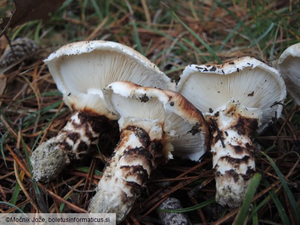 Tricholoma caligatum