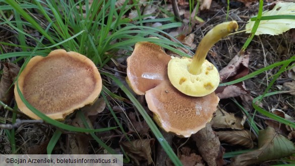 Boletus subtomentosus