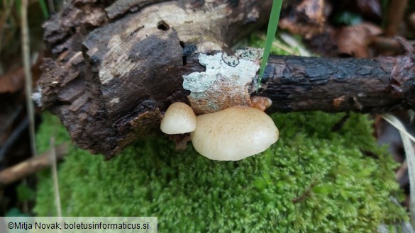 Crepidotus calolepis