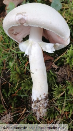 Agaricus campestris