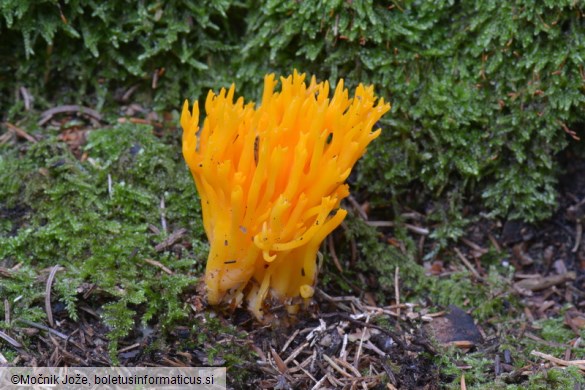 Calocera viscosa