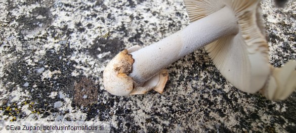 Amanita alseides