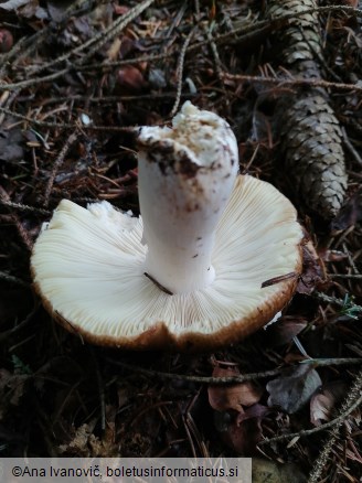 Russula mustelina