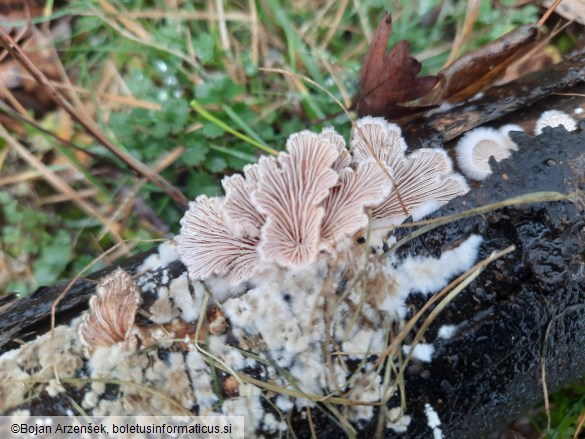 Schizophyllum commune