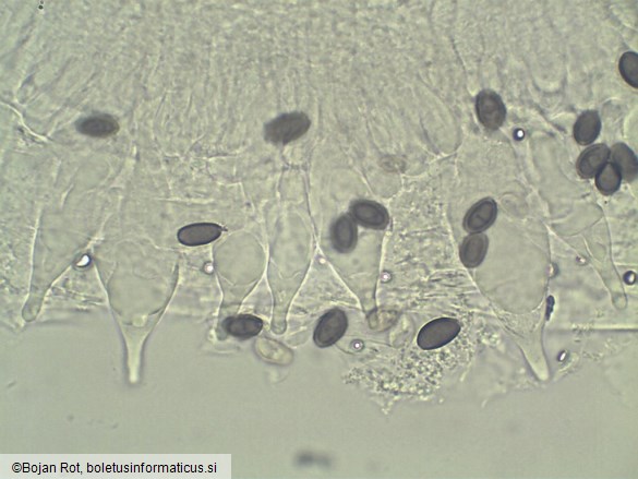 Typhrasa gossypina