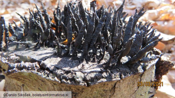 Xylaria hypoxylon