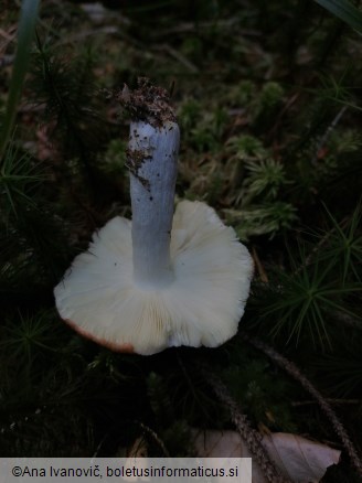 Russula decolorans