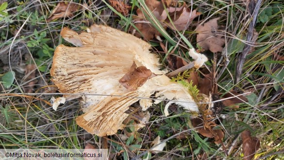 Pleurotus nebrodensis