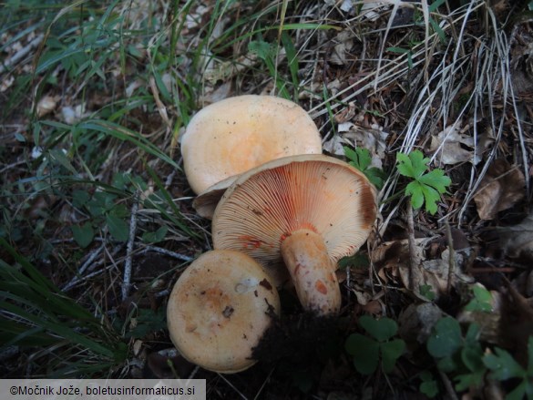 Lactarius salmonicolor