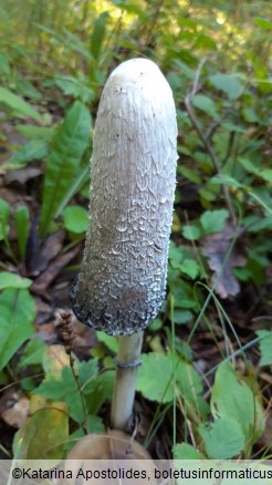 Coprinus comatus