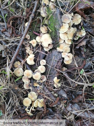 Hypholoma fasciculare