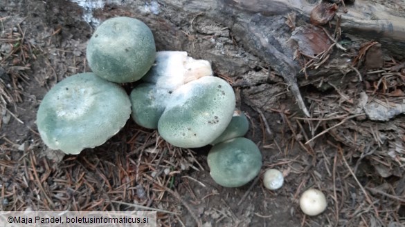 Russula virescens