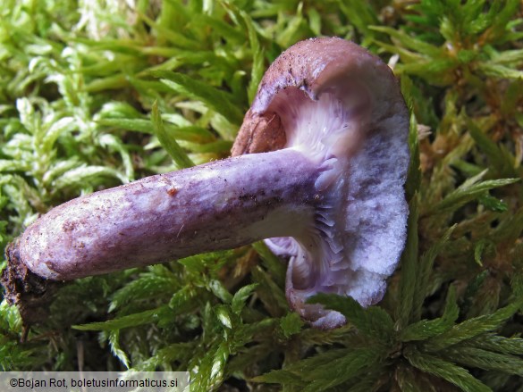 Lactarius uvidus