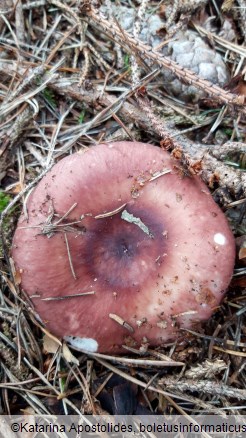 Russula vesca