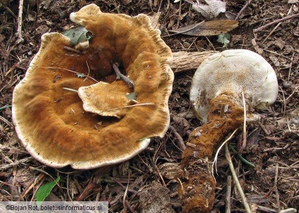 Onnia tomentosa