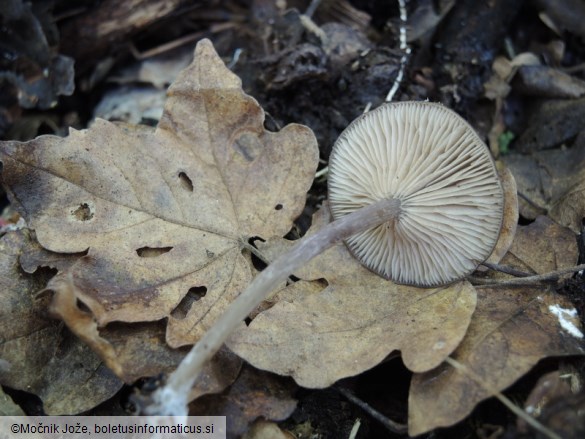 Entoloma sericeoides