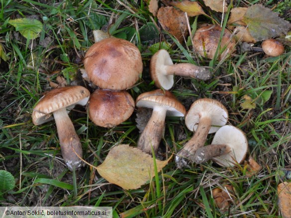 Tricholoma fulvum