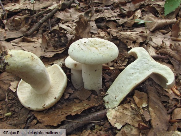 Lactifluus piperatus