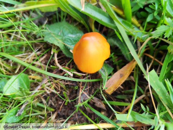 Hygrocybe conica