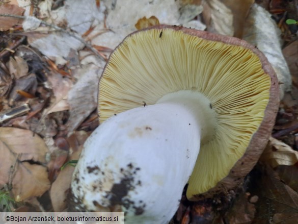 Russula romellii