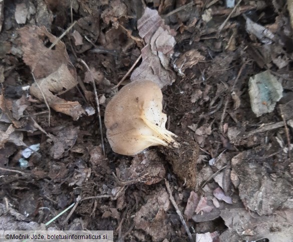 Helvella acetabulum